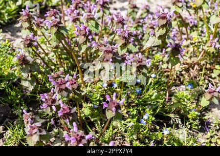 au-dessus de la vue de l'usine d'ortie ferme sur le jardin le jour du printemps Banque D'Images