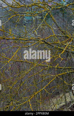 Xanthoria parietina lichen orange commun, échelle jaune, lichen solaire maritime et lichen de rivage sur l'écorce de branche d'arbre. Branche fine sèche avec ora Banque D'Images