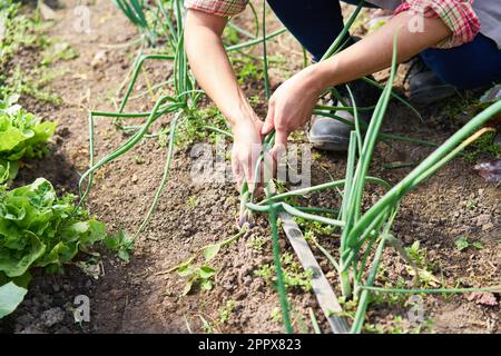 Vue en grand angle des agricultrices qui récoltent des échalotes lorsqu'elles travaillent dans une ferme maraîchère Banque D'Images