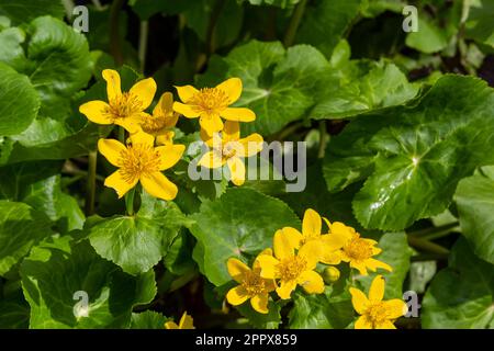 Au printemps, baltha palustris pousse dans la forêt humide d'aulnes. Début du printemps, zones humides, forêt inondée. Banque D'Images