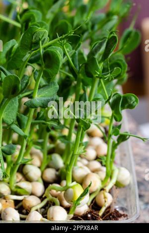 Petits légumes frais pousses de petits pois pour une salade saine. Produit biologique naturel frais. Banque D'Images