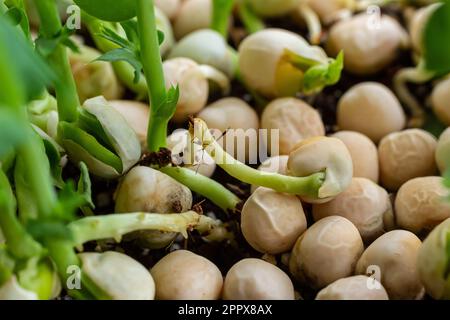 Petits légumes frais pousses de petits pois pour une salade saine. Produit biologique naturel frais. Banque D'Images