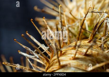 La plante de Burdock d'Herb de pruche ou d'Arctium de la famille des Asteraceae. Arcium brun sec moins. Têtes de graines séchées en automne. Bavures mûres avec c Banque D'Images