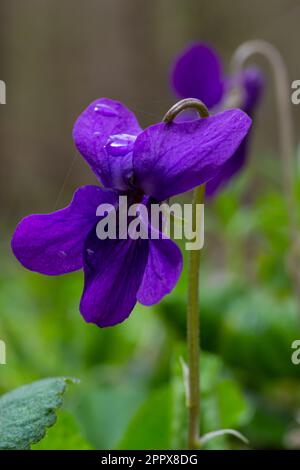 Alto odorata. Parfum-parfumé. Fleur violette forêt floraison au printemps. La première fleur de printemps, violette. Violettes sauvages dans la nature. Banque D'Images