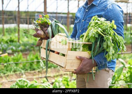 Section médiane de l'agriculteur mâle transportant différents légumes dans la ferme biologique Banque D'Images