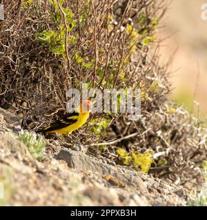 WESTERN Tanager perché sur le côté de la petite colline Rocky Hill dans le parc national de Crater Lake Banque D'Images