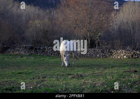 Le cheval blanc paître sur un terrain vert herbacé en automne Banque D'Images