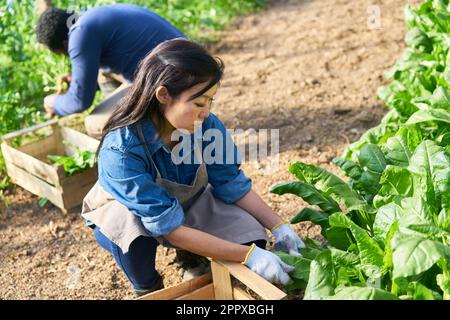 Agricultrice examinant des légumes à feuilles tout en s'accroupant dans une ferme biologique Banque D'Images