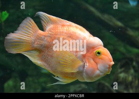 Isolé coloré de l'eau douce Tilapia dans le réservoir en verre. Banque D'Images
