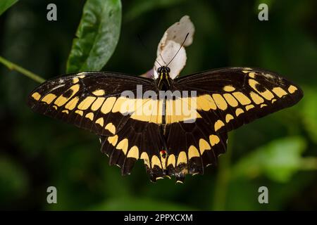 Thoas Swallowtail - Papilio thoas, grand papillon tropical coloré de l'Amérique centrale et latine bois, prairies et jardins, Panama. Banque D'Images