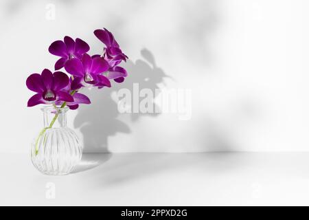 Branche de fleurs d'orchidée pourpre dans vase transparent sur fond blanc, espace de copie, photo horizontale. Silhouette de fleur et ombre à peine visible Banque D'Images