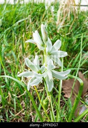 Ornithogalum nutans, connu sous le nom de drooping star-of-Bethlehem[2], est une espèce de plante à fleurs de la famille des Asparagaceae, originaire d'Europe et du Sud-nous Banque D'Images