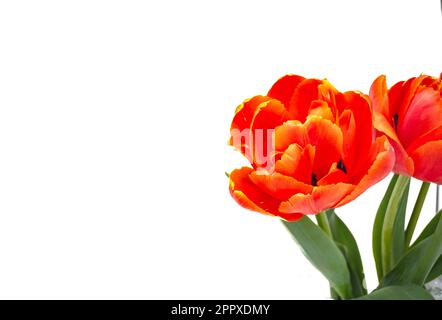 Tulipes pivoines avec fond blanc Banque D'Images