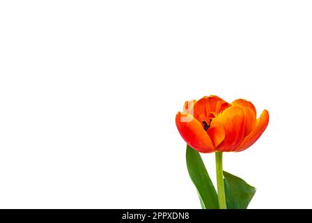 Tulipes pivoines avec fond blanc Banque D'Images