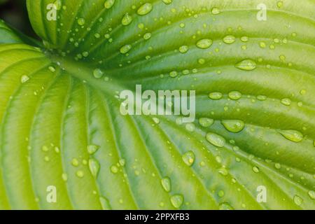 Gros plan de l'énorme feuille de plantain vert clair lily funkia hosta couvert de pluie d'eau de rosée gouttes illuminées par le soleil. Nature. Banque D'Images