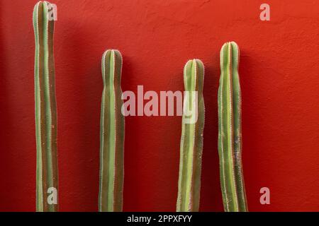 Plantes de cactus luxuriantes avec tige d'épine verte poussant sur fond de mur rouge en plein air lumineux à San Miguel de Allende Mexique Banque D'Images
