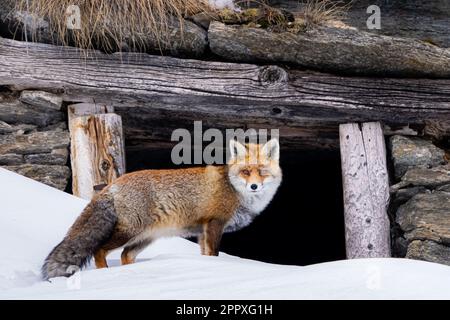 Renard roux sauvage avec une longue fourrure et une queue molletonnée regardant la caméra sur un sol enneigé contre une cabine en bois avec des rondins dans la nature hivernale à Gran Paradiso Banque D'Images