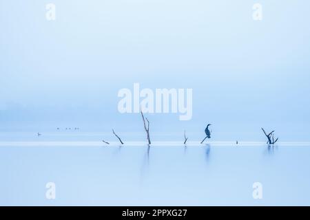 Grand oiseau de cormoran éloigné avec des plumes noires perching sur la branche d'arbre dans le lac calme contre le ciel bleu Banque D'Images