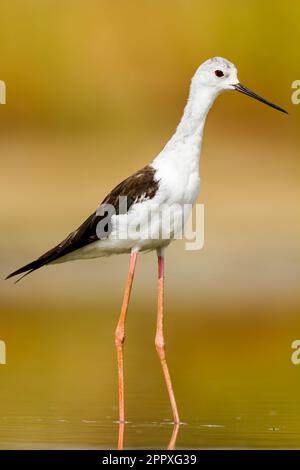 Vue latérale d'un stilt à ailes noires avec un plumage blanc et brun et de longues jambes à la surface de l'eau sur un arrière-plan flou Banque D'Images