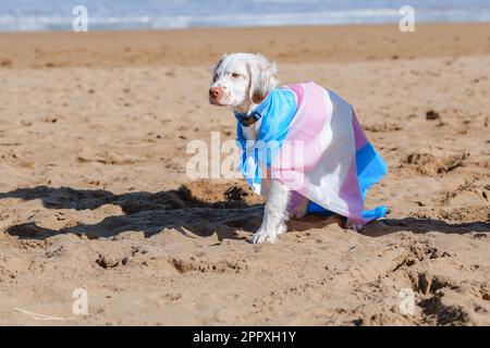 Adorable chiot d'épagneul Clumber blanc enveloppé d'un drapeau de fierté transgenre coloré, debout sur une plage de sable près de l'océan et regardant loin Banque D'Images