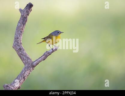 Une Paruline de Nashville perchée sur une branche. Leiothlyphes ruficapilla. Banque D'Images