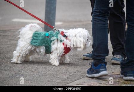 Wolgast, Allemagne. 25th avril 2023. Un chien dans un gilet chaud marche à travers le port de Wolgast. Le non-règlement reste le cours de la semaine avec des températures fluctuantes. Credit: Stefan Sauer/dpa/Alay Live News Banque D'Images