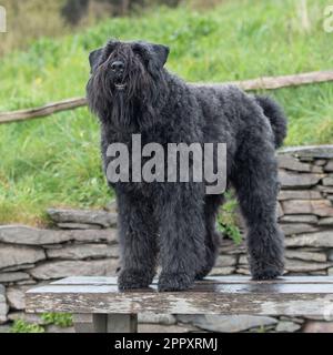 Bouvier des Flandres Banque D'Images