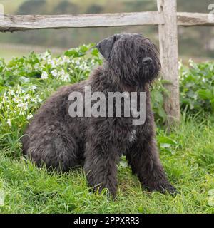 Bouvier des Flandres Banque D'Images