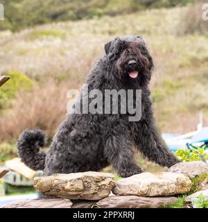 Bouvier des Flandres Banque D'Images