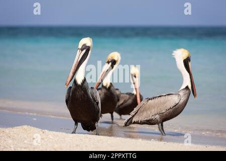 Quatre pélicans reposant sur le sable de la plage de l'océan Atlantique. Oiseaux sauvages sur fond de vagues bleues Banque D'Images