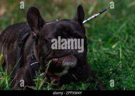 chien de taureau français mangeant de l'herbe Banque D'Images