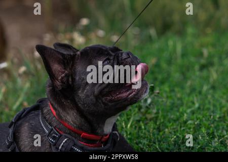 chien de taureau français mangeant de l'herbe Banque D'Images