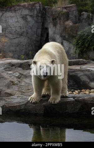 photo de l'ours polaire dans le zoo de vienne Banque D'Images