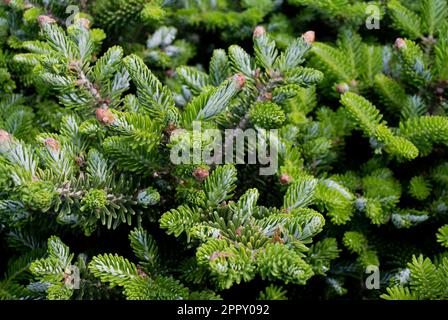 Fond vert de sapin ou d'arbre de Noël. Gros plan de branches de pin avec pousses. Copier l'espace. Banque D'Images