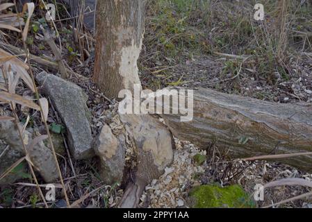 Activité du castor eurasien (fibre de Castor) sur les arbres rongés et abattus sur le Danube, Cunovo, Slovaquie, décembre 2022 Banque D'Images