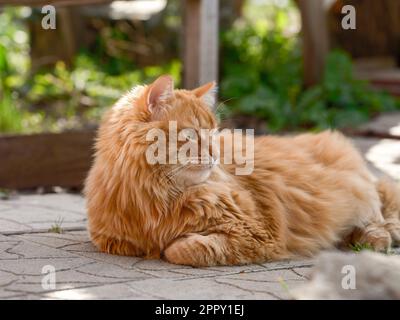 Un chat de gingembre allongé dans un jardin sur un chemin carrelé. Gros plan. Banque D'Images