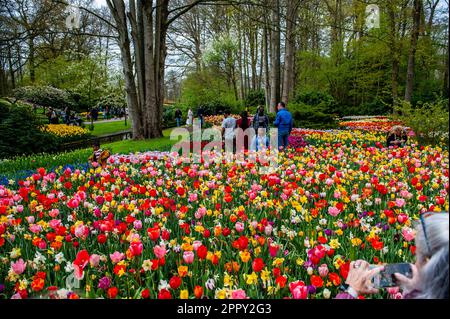 23 avril 2023, Lisse, pays-Bas: On voit des gens poser derrière un énorme groupe de différents types de tulipes. Keukenhof est également connu comme le jardin d'Europe, l'un des plus grands jardins fleuris du monde et est situé à Lisse, aux pays-Bas. En plus des millions de tulipes, de jonquilles et de jacinthes dans le parc, la fleur montrée à l'intérieur des pavillons est devenue plus grande et plus belle. Jusqu'au 14 mai 2023, plus de 1 millions de personnes du monde entier devraient visiter l'exposition. Keukenhof apporte ainsi une contribution majeure aux secteurs néerlandais du tourisme et de la floriculture. ( Banque D'Images