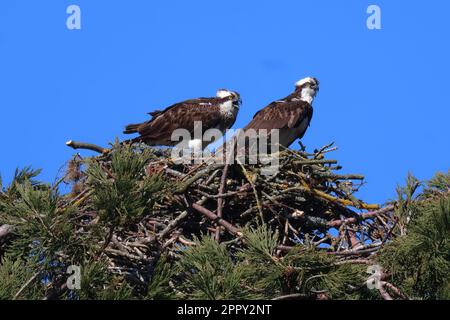 Un couple d'oiseaux de proie dans un nid sur un arbre. Banque D'Images