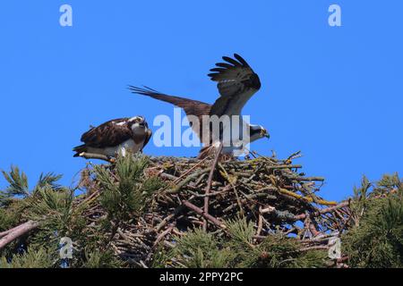 Un couple d'oiseaux de proie perchés dans un nid sur un arbre. Banque D'Images