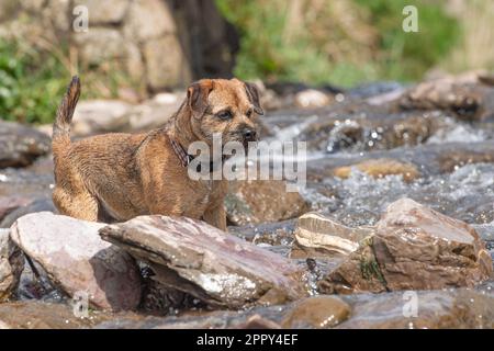 Border Terrier jouant dans un ruisseau Banque D'Images