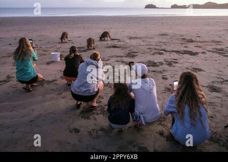 Wallabies se nourrissant au lever du soleil sur Casuarina Beach, parc national de Cape Hillsborough, Queensland, Australie Banque D'Images