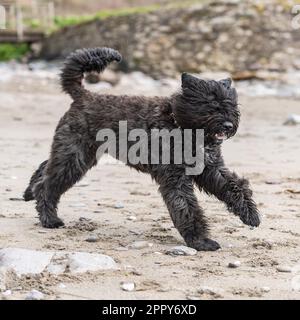 Bouvier des Flandres Banque D'Images