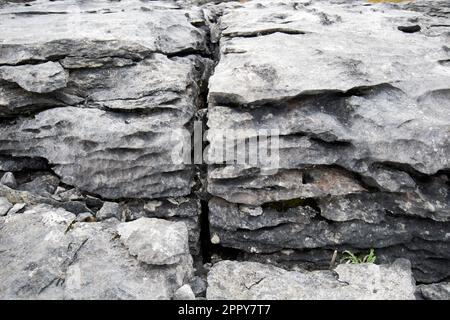 coupe transversale de grikes (fissures ouvertes) et de clins (sections de roche plates) dans le pavé calcaire du parc national de burren le comté de burren clare republic Banque D'Images