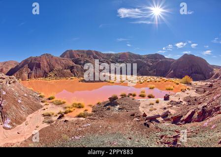 Un point d'eau marécageux dans le parc national de la Forêt pétrifiée Arizona appelé Tiponi Flats. Banque D'Images