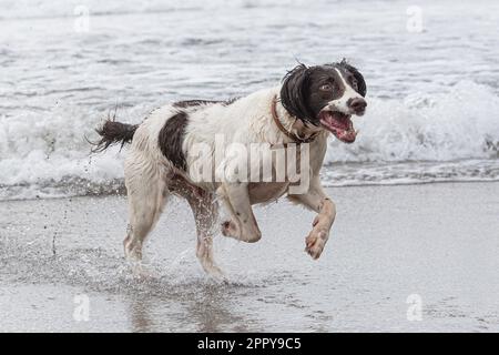 Springer Spaniel anglais courant dans la mer Banque D'Images