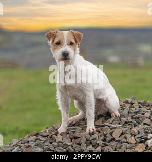 Parson Jack Russell Terrier Banque D'Images