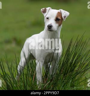 Parson Jack Russell Terrier Banque D'Images