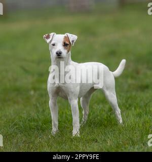 Parson Jack Russell Terrier Banque D'Images