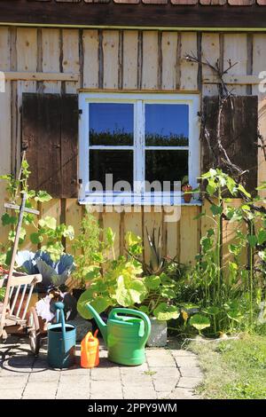 Pots de légumes devant un hangar en bois avec une belle vieille fenêtre et des volets Banque D'Images