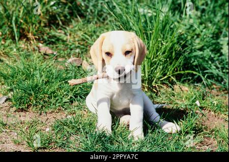 Beagle chiot mâchant sur le bâton à l'extérieur dans la cour Banque D'Images
